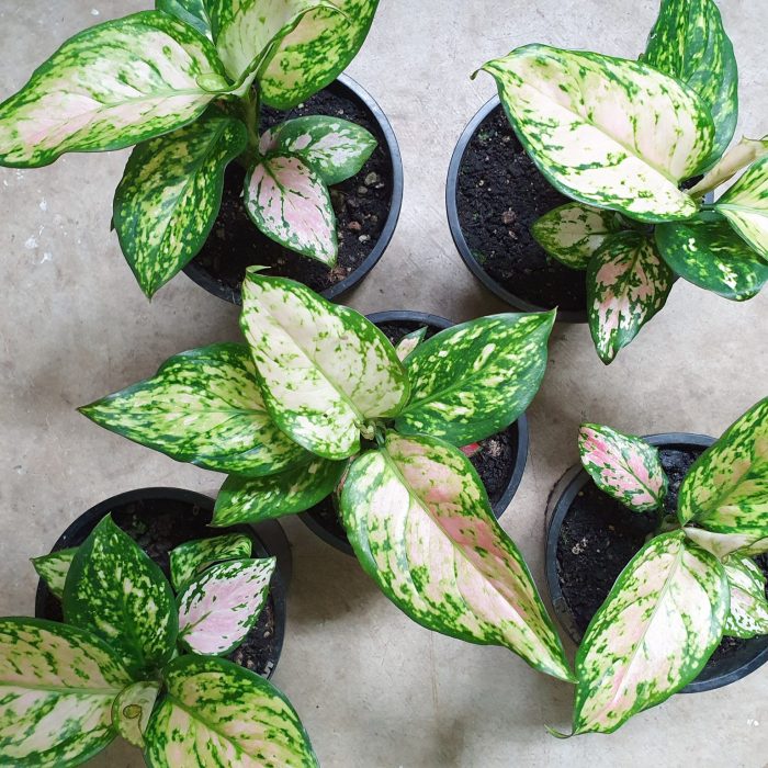 Aglaonema ndot