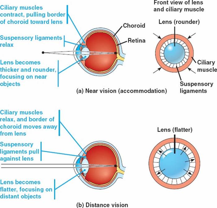 Fungsi Pupil Pada Mata