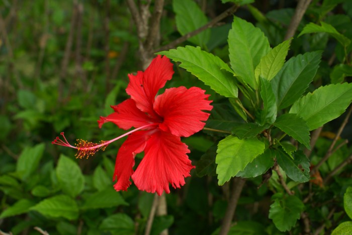 Flower shoe stock alamy hibiscus garden