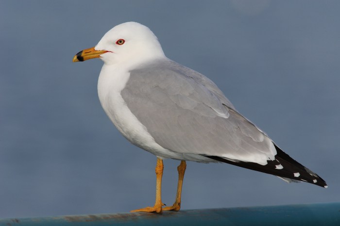 Gull billed ring larus delawarensis birds seagull bird file bill commons white list black wild body juvenile hampshire herring utah