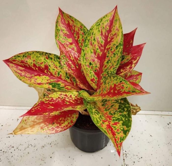 Aglaonema widuri peacock