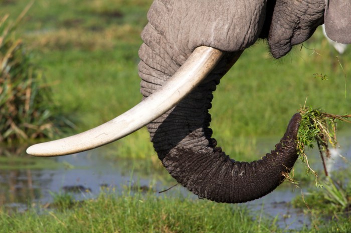 Gading ivory elephants african tusks retak wwf itu éléphant défense tusk harvey martin poaching loxodonta biarlah ivoire sianturi mahal harganya