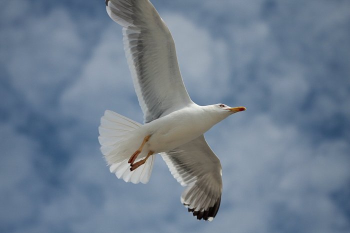 Flying seagull freeimages stock shadow cast part