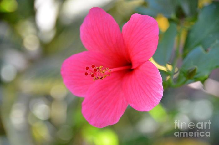 Hibiscus rosa sinensis flower file commons leaves flowers wikimedia description could