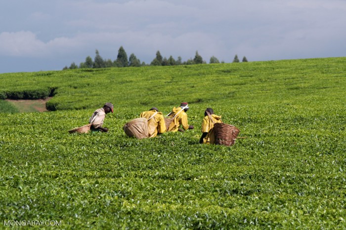 Agrikultur Adalah